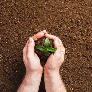 gardener-planting-ground_23-2148200455